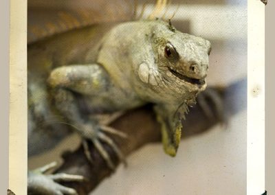 iguana animal disecado