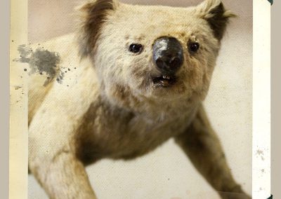 koala animal disecado anaima