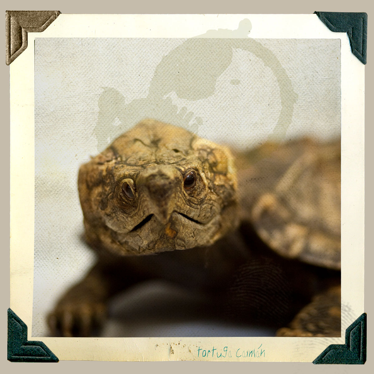 tortuga caiman animal disecado anaima
