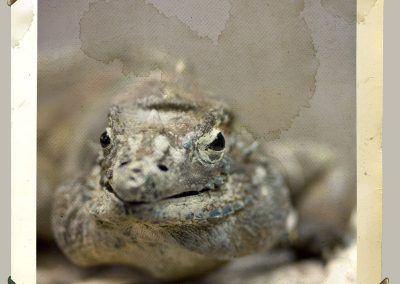 iguana riniceronte animal disecado anaima
