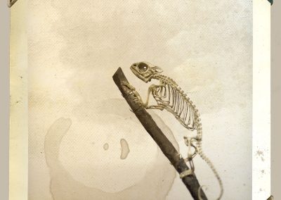 camaleon esqueleto disecado anaima