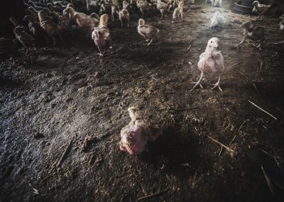 pollos broiler en granja