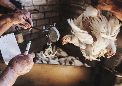 pesando un pollo
