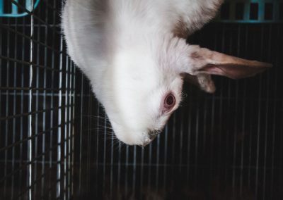 conejo cuello torcido deforme