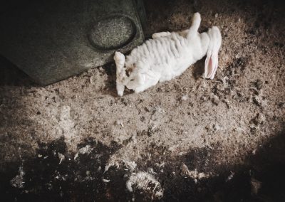 conejo muerto en granja